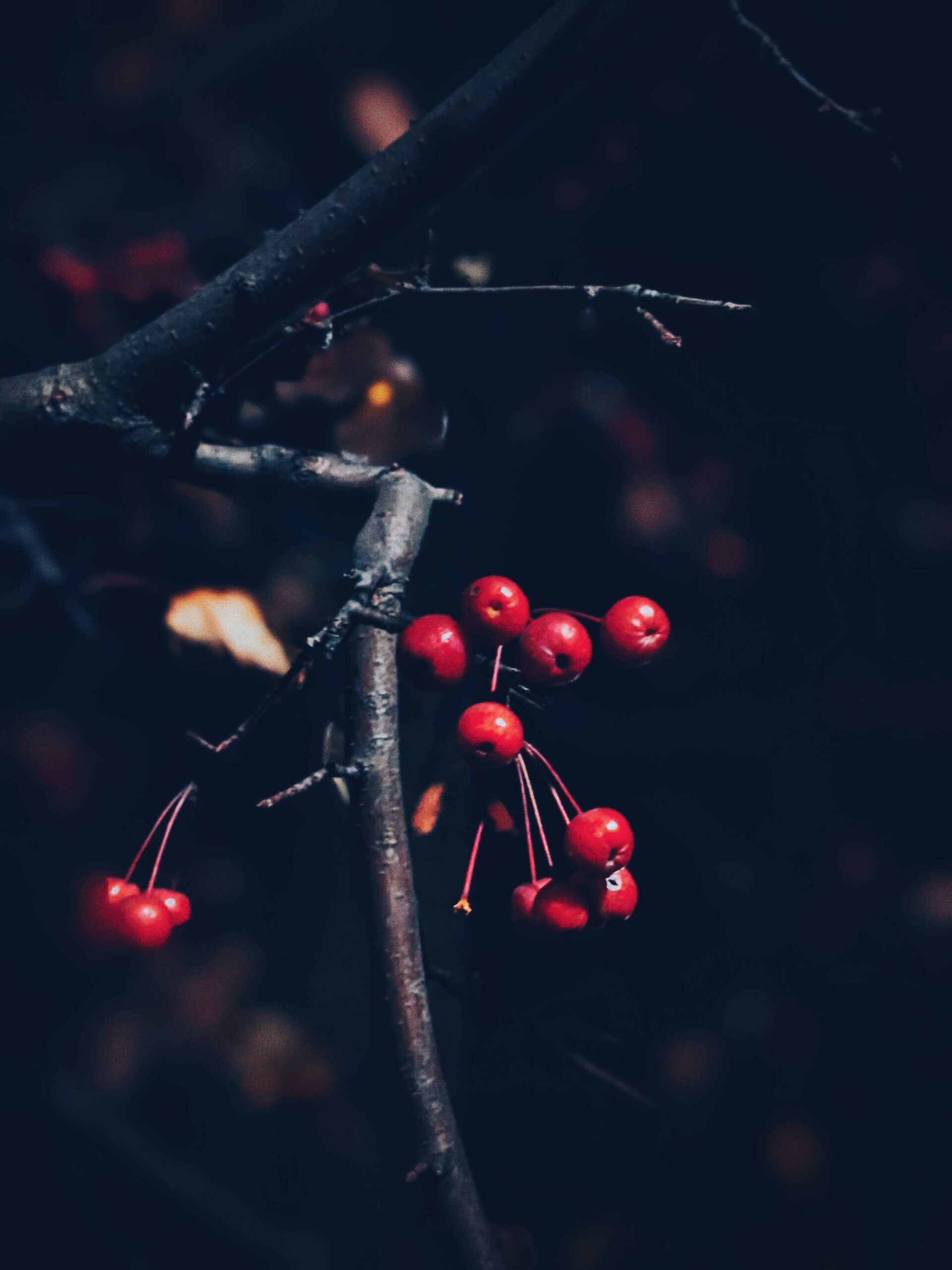 close up of red berries on a tree
