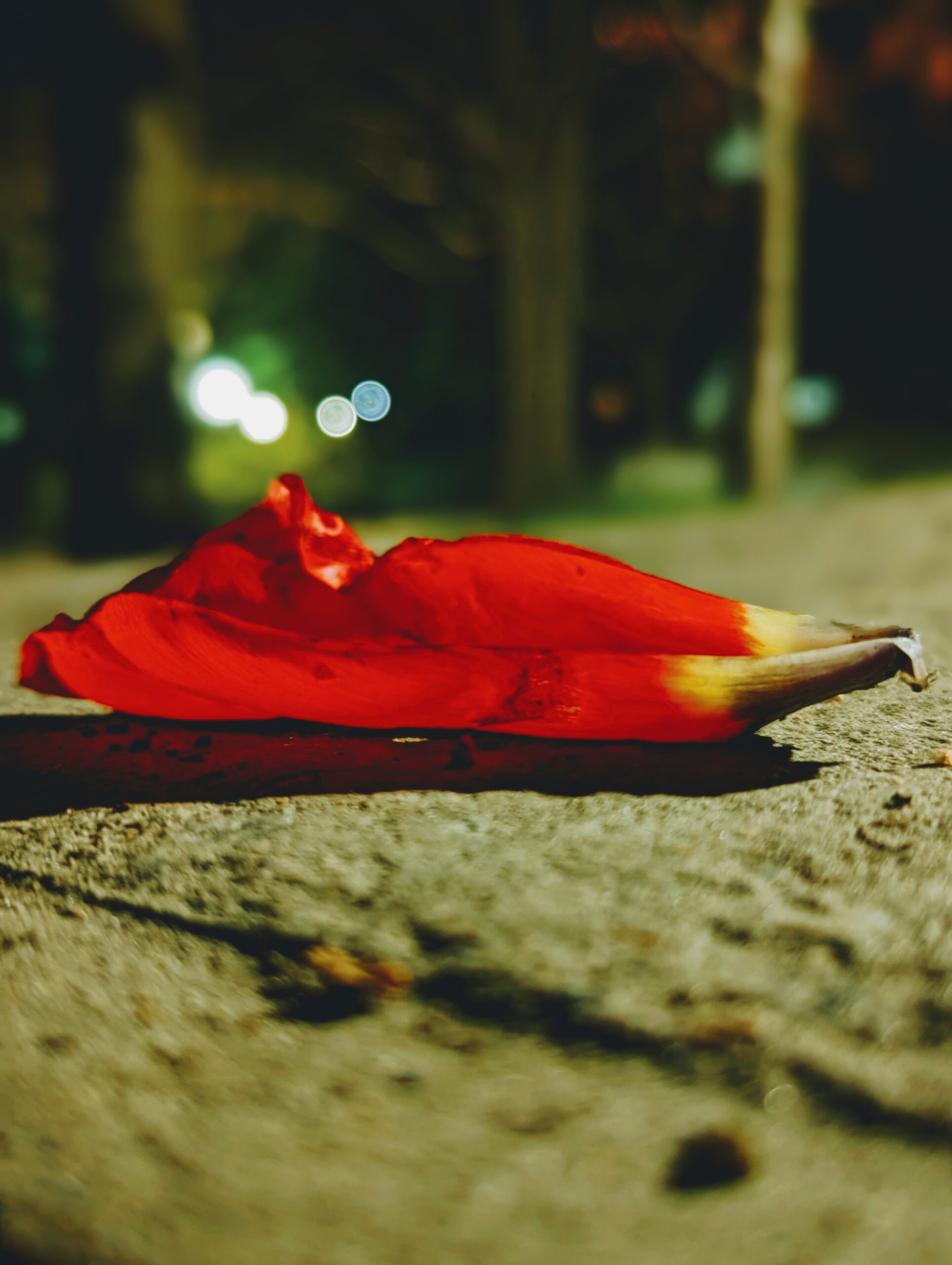 Large red petal on the sidewalk of a park.