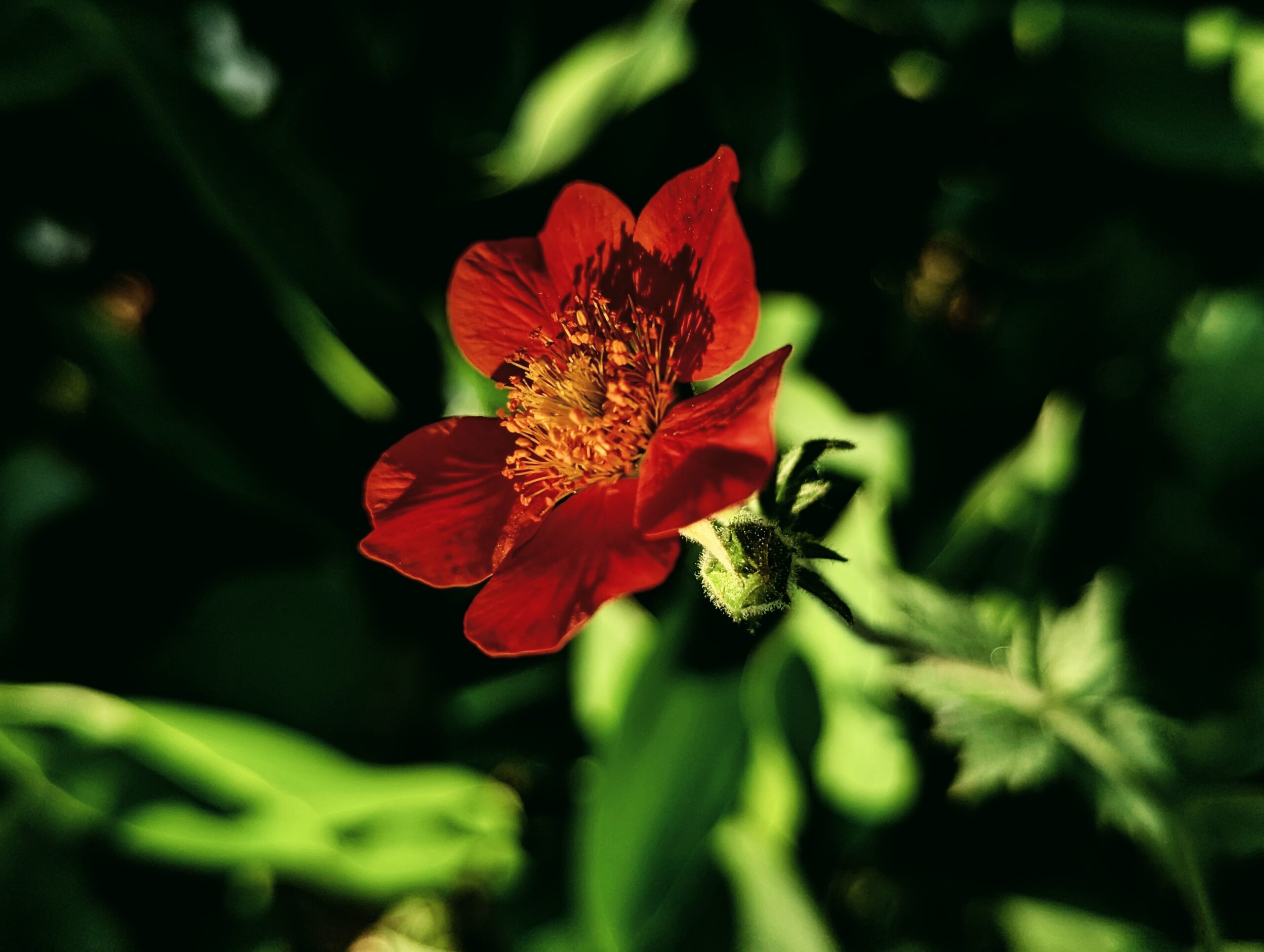 close up of a small red flower