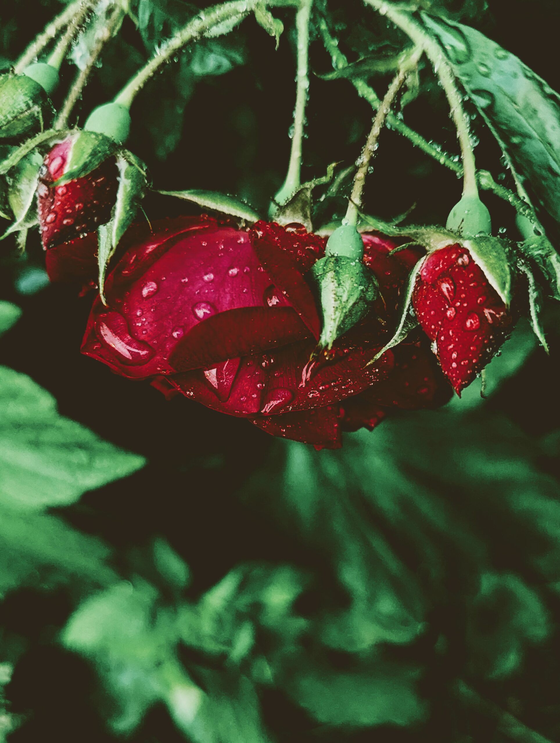 close up of a red rose.