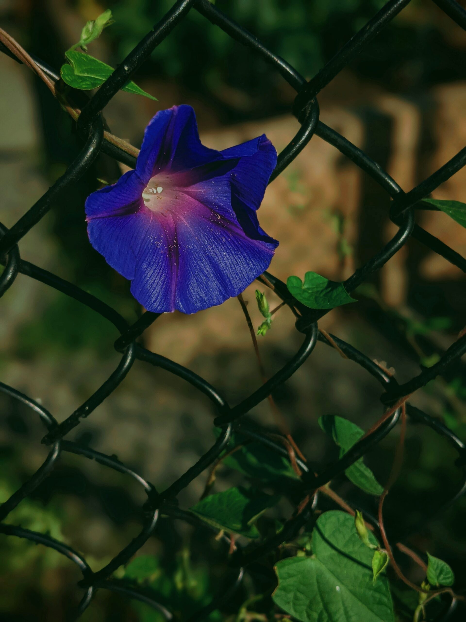 Morning Glory Perspective