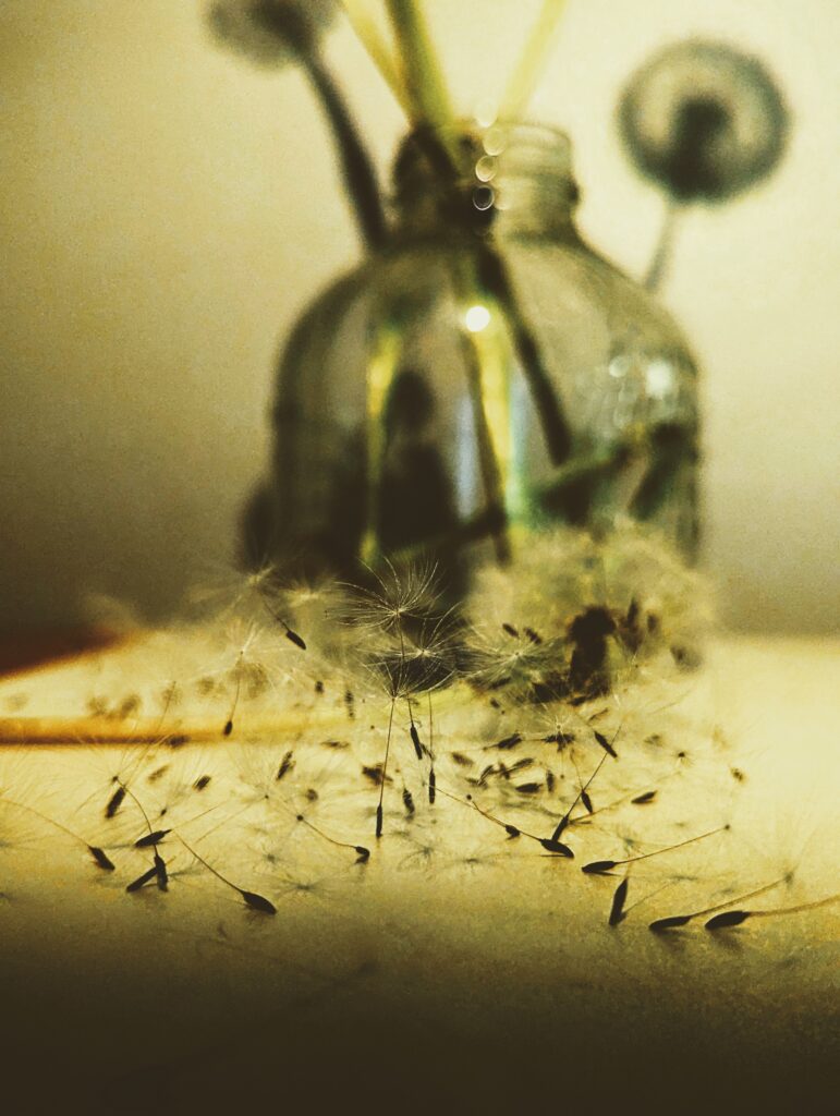 A vertical, shallow-depth-of-field photograph showing a pile of dandelion seeds with their fluffy white parachutes scattered on a light-colored surface in the foreground. In the blurry background, a clear glass bottle with a few dandelion stems in it is visible, creating a soft, warm-toned scene.