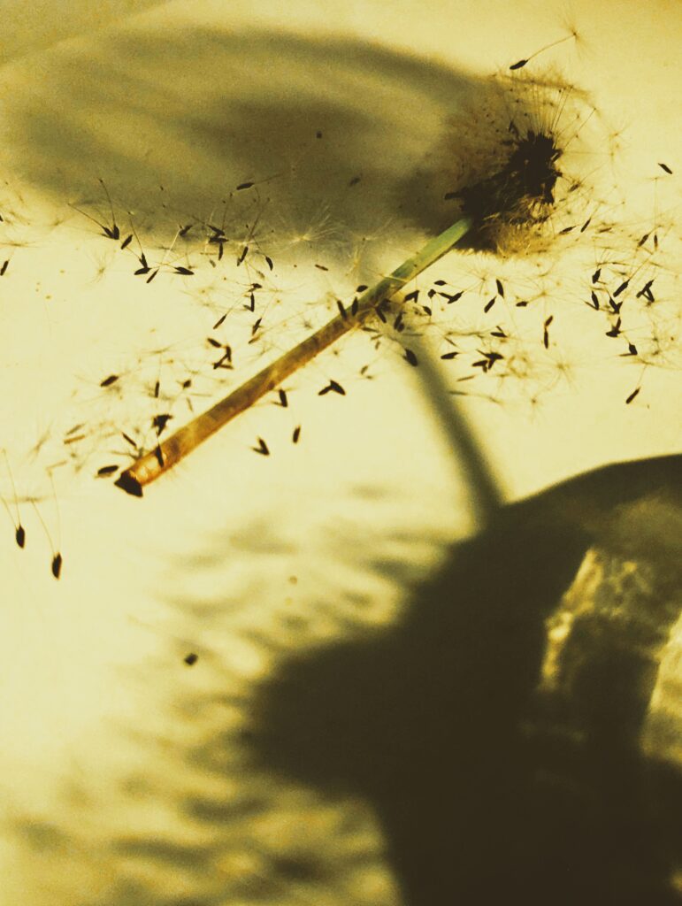 A close-up, low-angle shot of a dandelion stem and a partially blown dandelion head lying on a textured, light yellow surface. The stem is diagonal across the frame, and a scattering of individual dandelion seeds with their parachute-like structures are spread out around it, casting long, dark shadows. The overall image has a warm, sepia-toned filter.