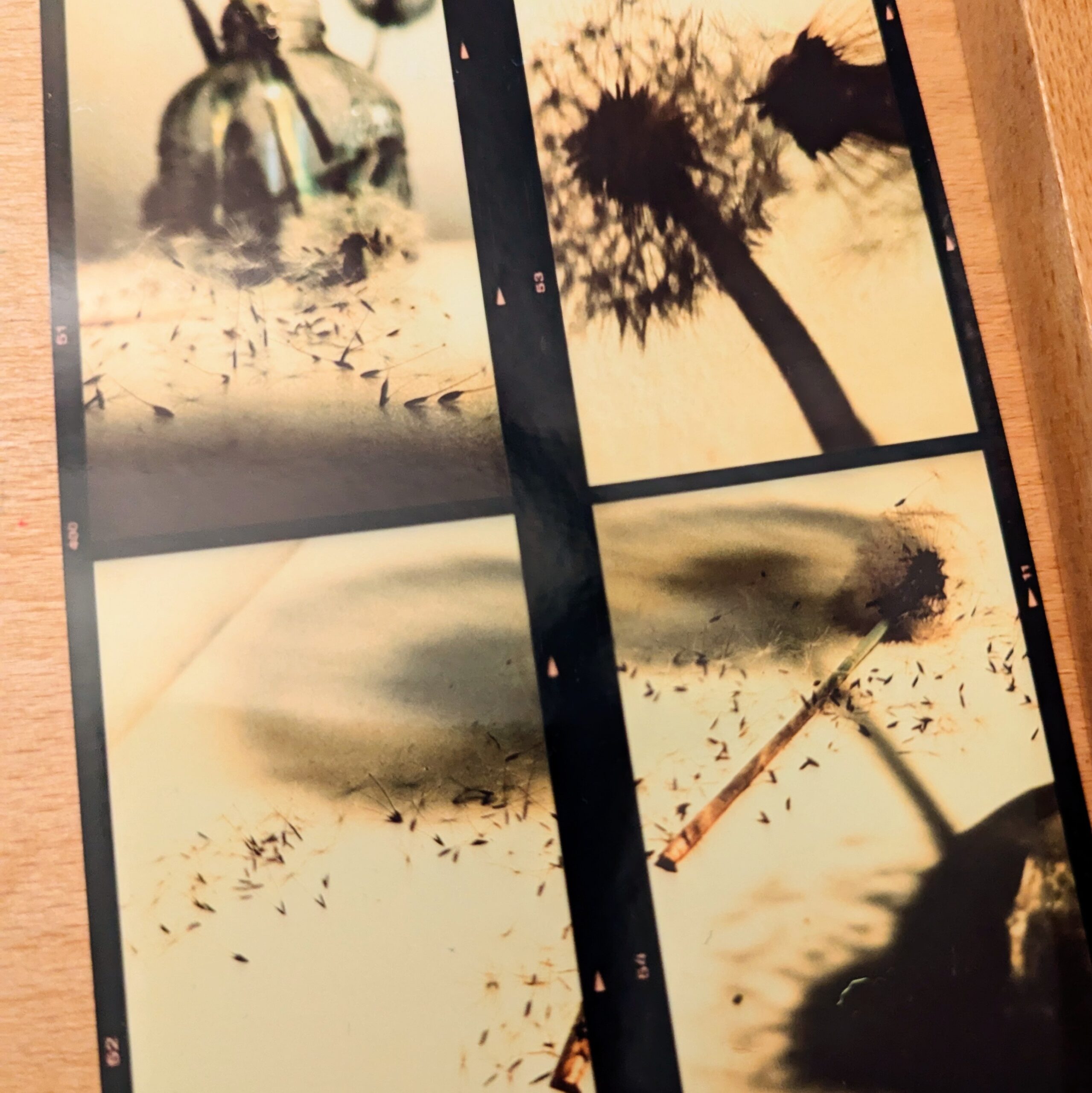 Dandelion Study: Still Life and Metaphors for Living